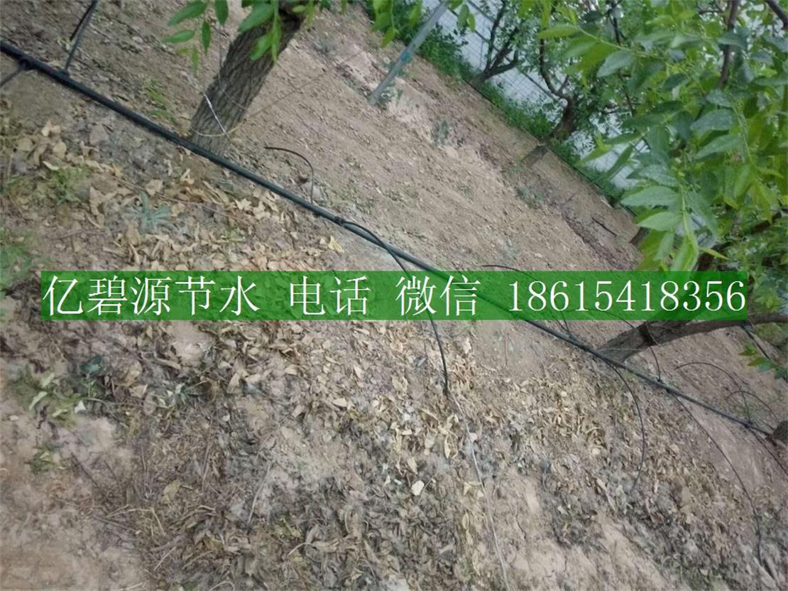 1470192943782089.jpg 果樹滴灌24.jpg