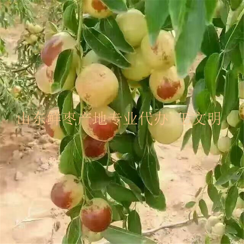 1473661886649653.jpg 山東冬棗供應商 (7).jpg