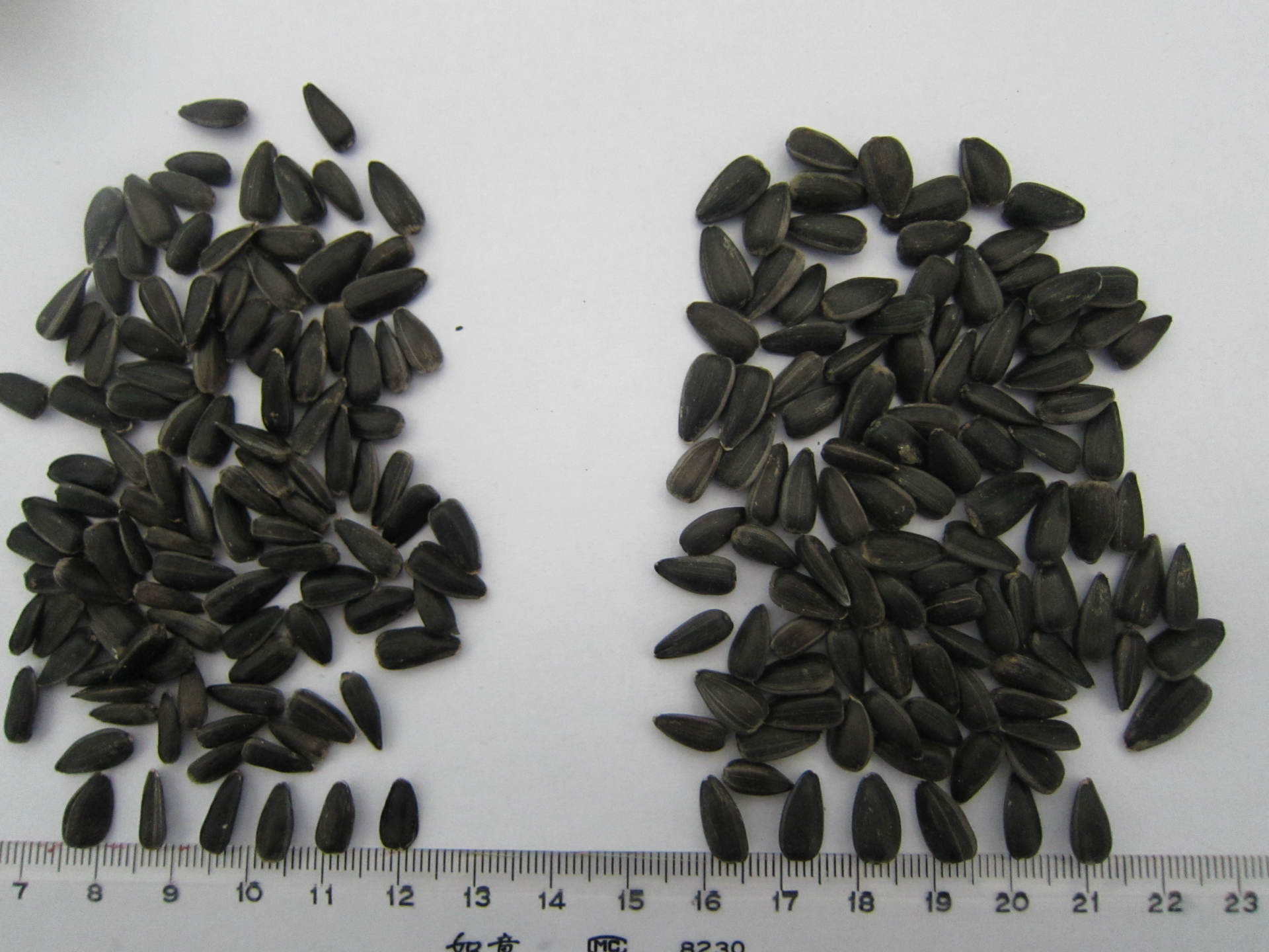 左邊榨油油葵，右邊脫殼油葵1