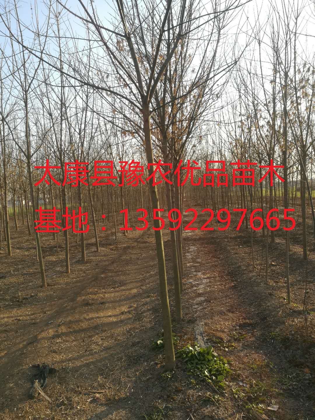 1514021297759938.jpg 300795113913907191.jpg