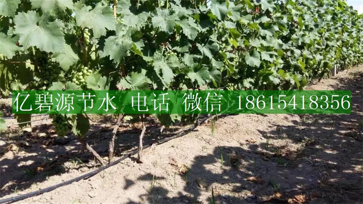 1470035761923000.jpg 果樹滴灌10.jpg