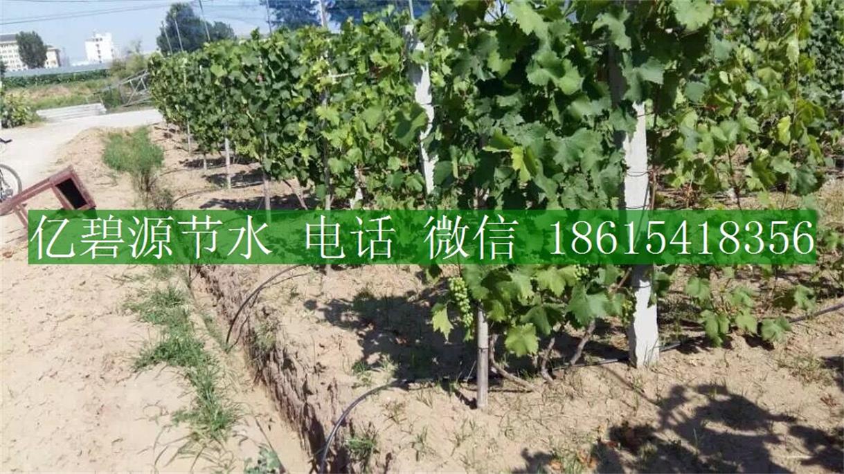 1470035753141991.jpg 果樹滴灌7.jpg