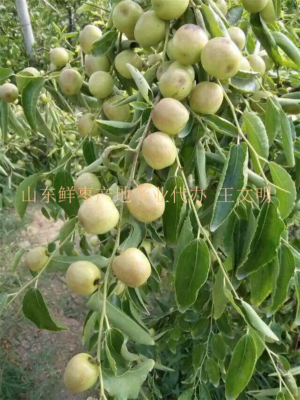 1473661899180738.jpg 山東冬棗供應商 (13).jpg