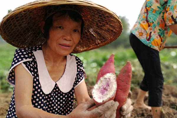 1511253858961432.jpg 薯農展示薯塊瞬間.jpg