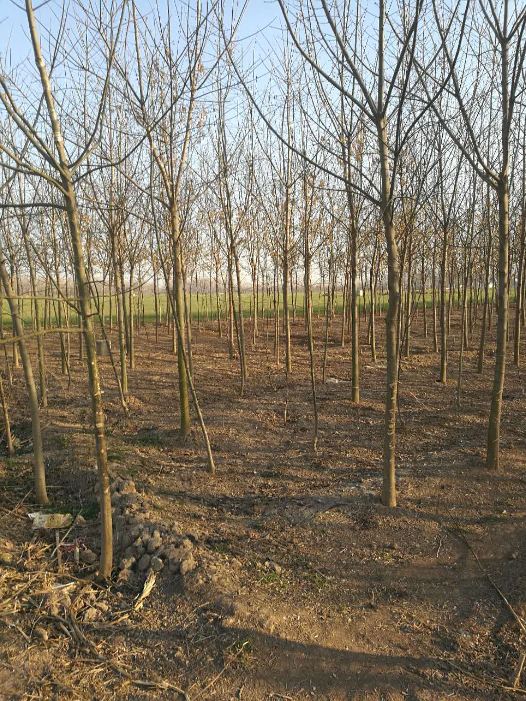 1513929954936251.png blob.png